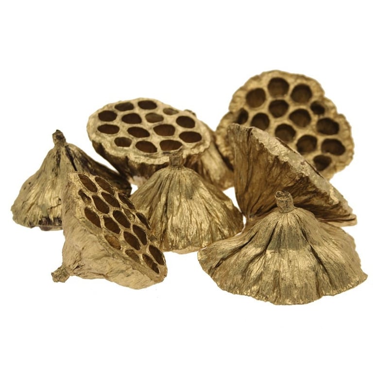 Gold Medium Lotus Heads (x50) - 6-8cm Decorative Home & Garden Accents