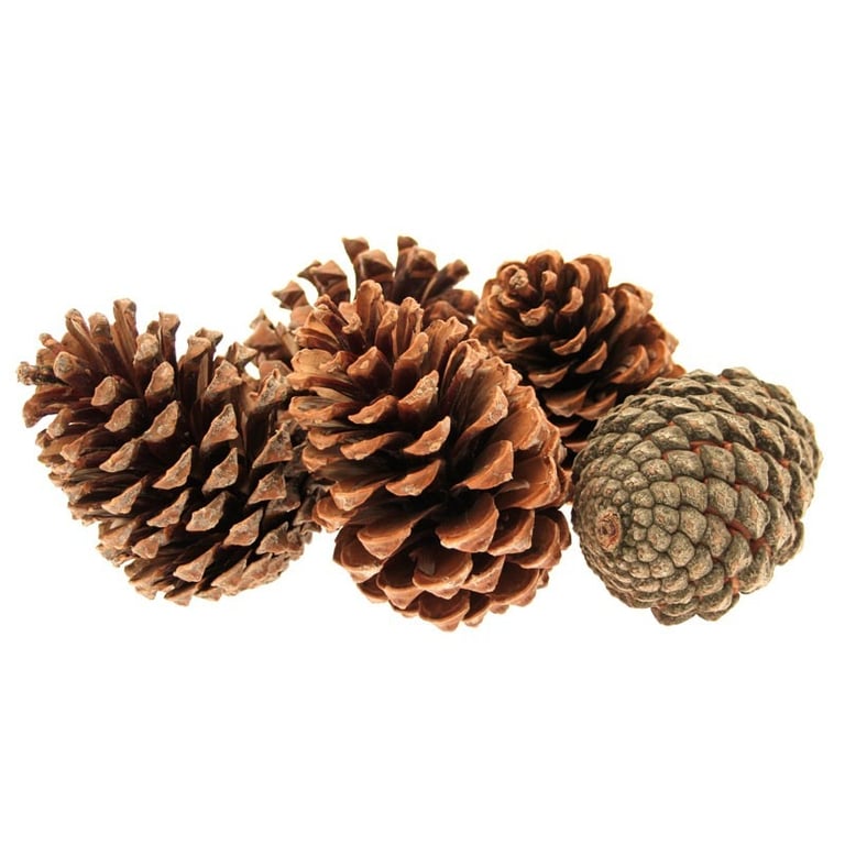 Maritima Pine Cones (Large, 10-14cm) - Natural Home Decor & Garden Decoration (Pack of 25)