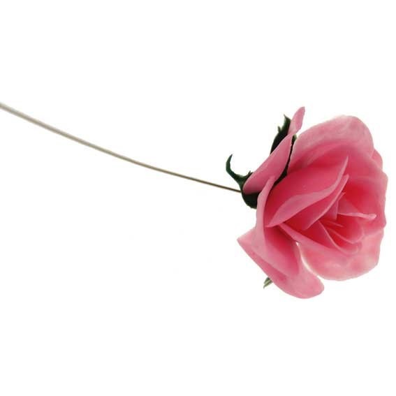 Rose Pick Pink X100 - Vibrant Pink Roses for Planting in Your Garden