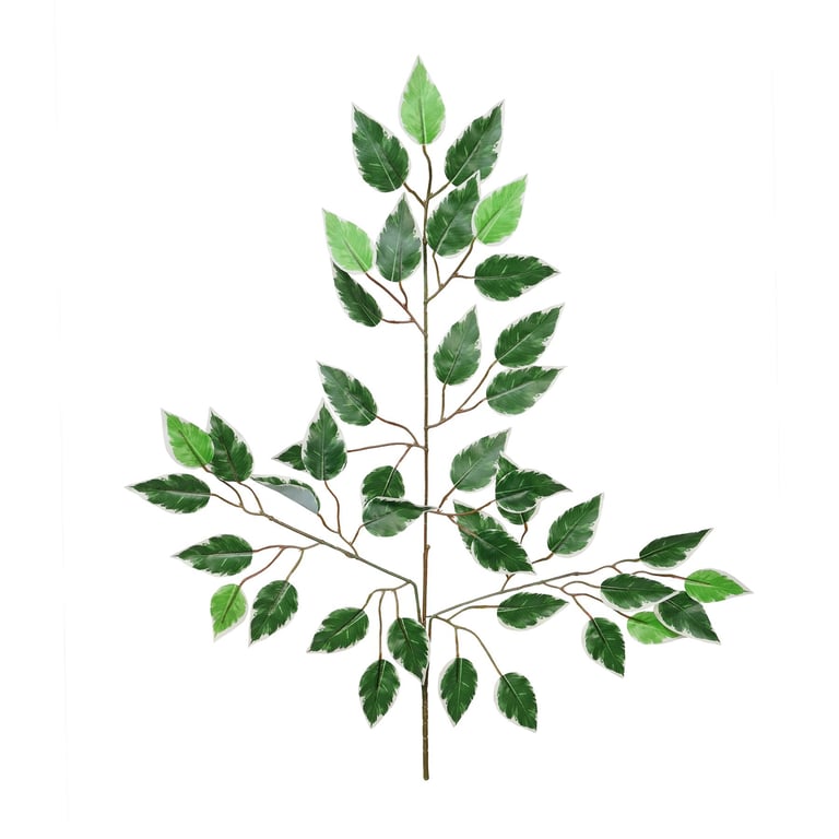 Variegated Ficus Stem - Unique Home Decor Indoor Plant