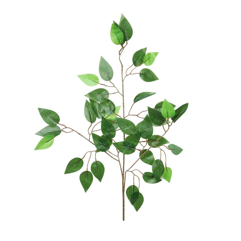 Essential Ficus Stem - Indoor House Plant with Green Foliage and Easy Care