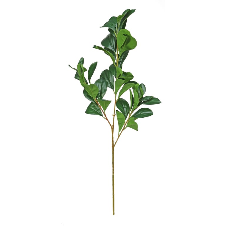 Essential Green Ruscus - Natural Fragrance for Home & Garden Wellness