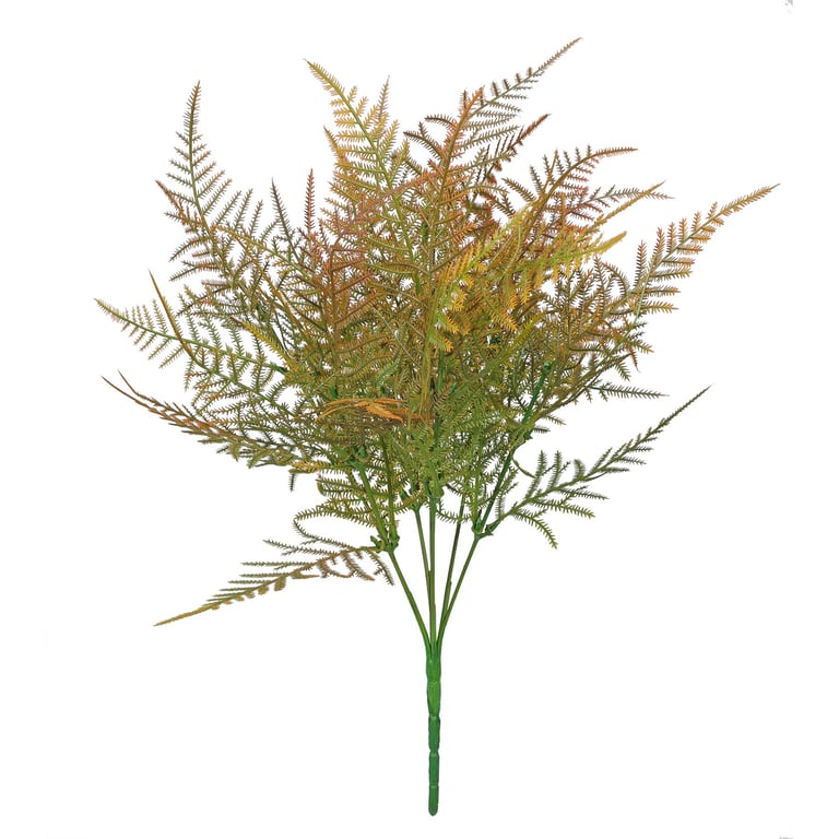 Essential Brown Asparagus Fern - Low Maintenance Indoor Air Purifying Plant for Home & Garden