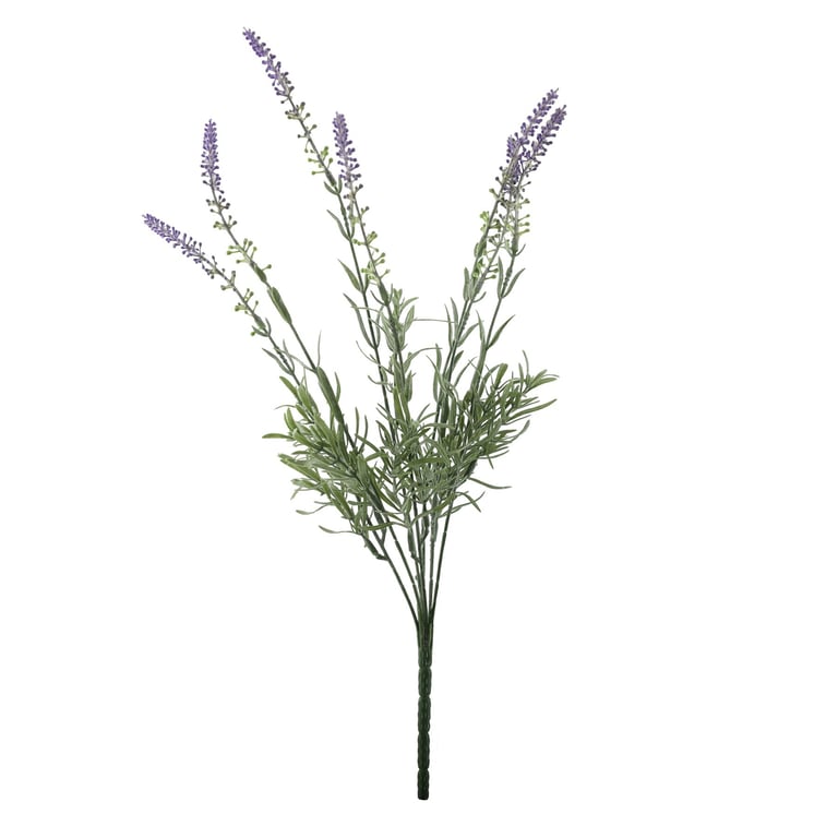 Essential Lavender Bush - Aromatic Garden Plant for Home Fragrances and Aromatherapy