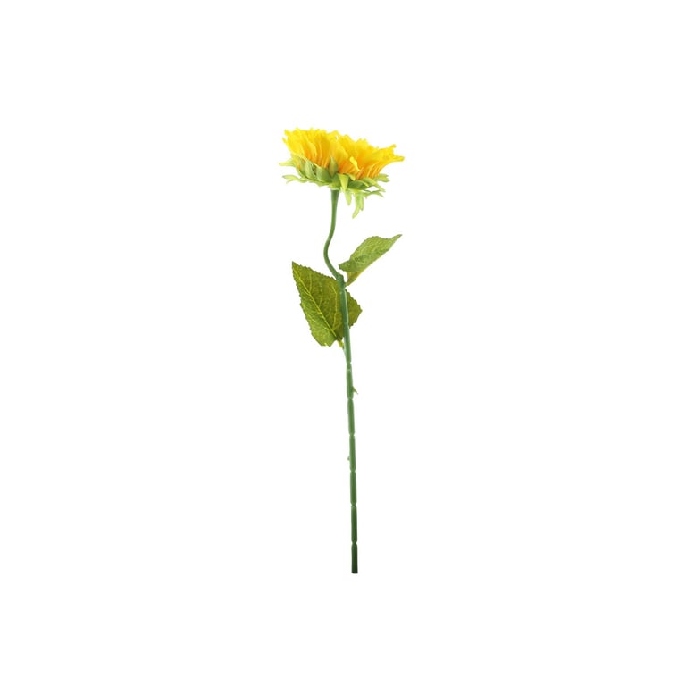 Organic Yellow Sunflower Seeds - Home Decor & Garden Centerpiece