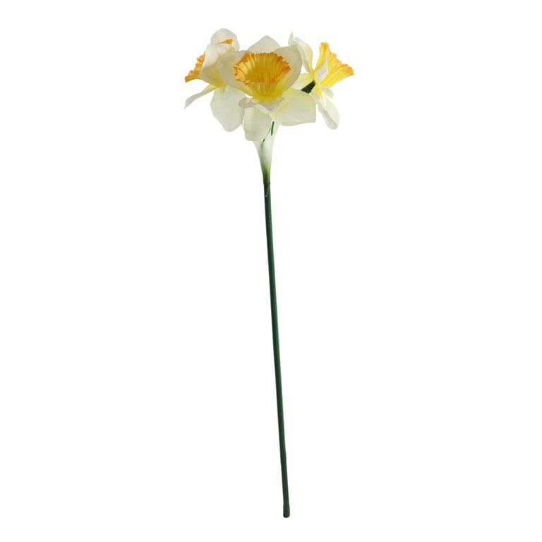 White Mini Daffodil Bulbs (3 Heads) - Spring Flowering Garden Blooms