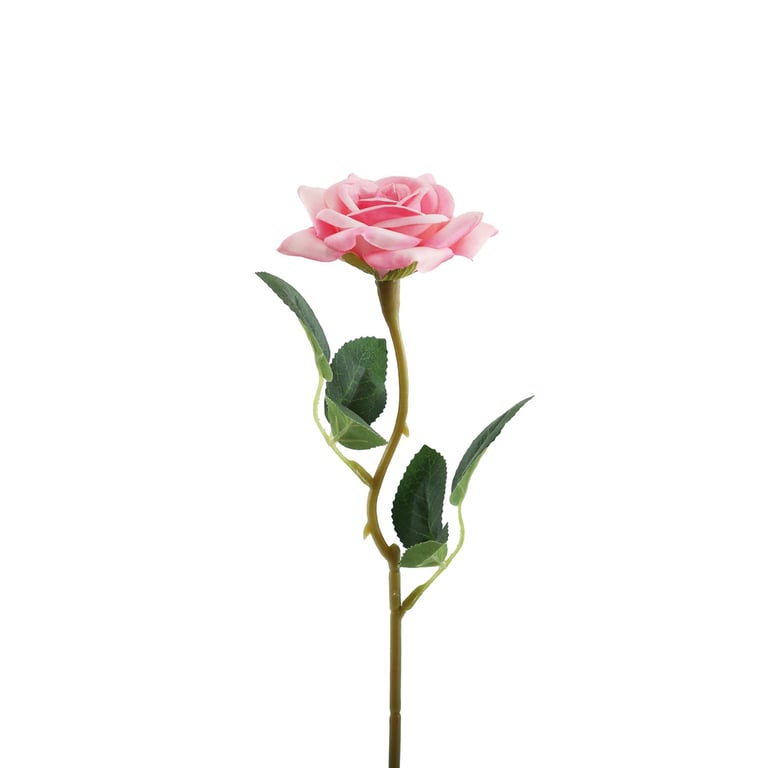 Essential Pink Rose Oil - Home Fragrance and Beauty Essential Aromatherapy Scented Oil