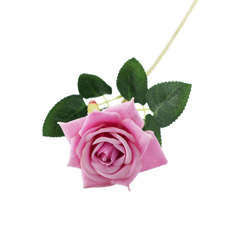 Lavender Rose Essential Oil - Relaxing Home Fragrance for Aromatherapy and Spa Treatment