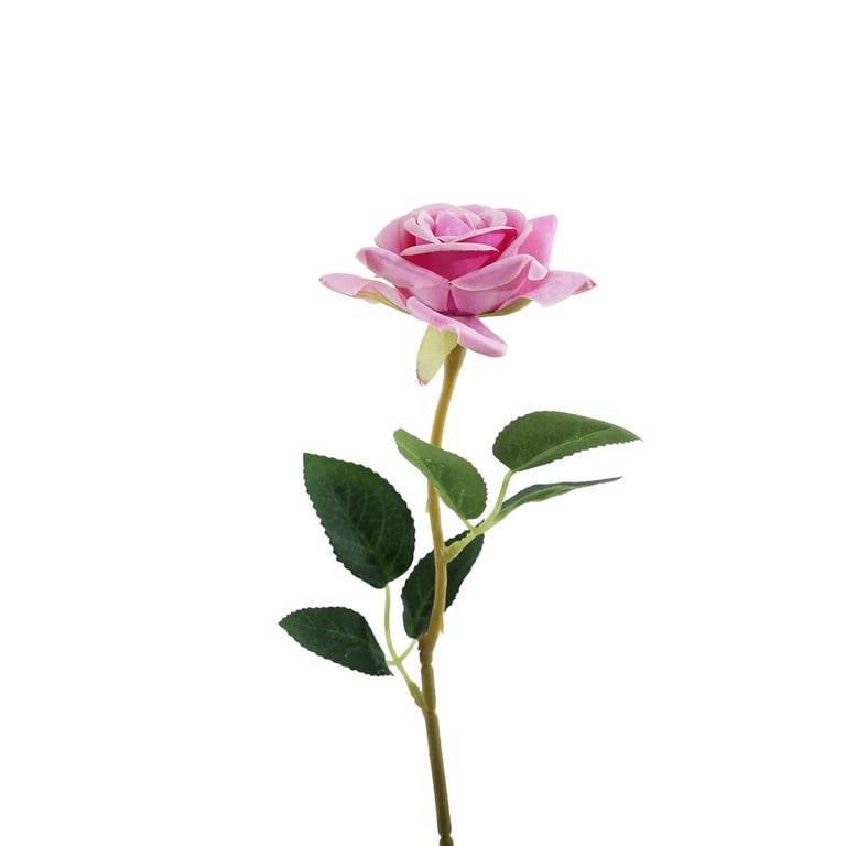 Lavender Rose Essential Oil - Relaxing Home Fragrance for Aromatherapy and Spa Treatment