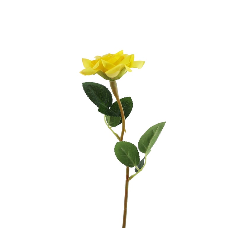 Yellow Rose Essential Oil - Home Fragrance and Aromatherapy Scented Oil