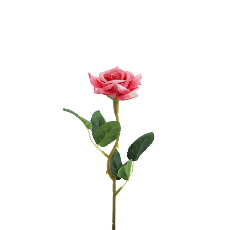 Dark Pink Rose Essential Oil for Home Fragrance and Beauty Essence - Natural Rose Scent Perfume