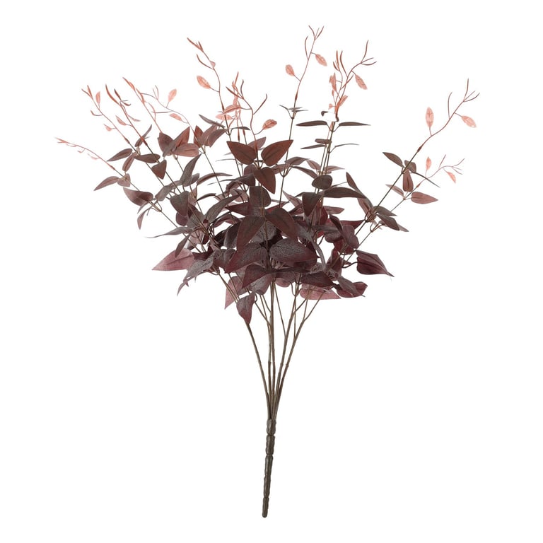 Essential Red Ruscus Bush - Evergreen Indoor Plant for Home Garden Decor