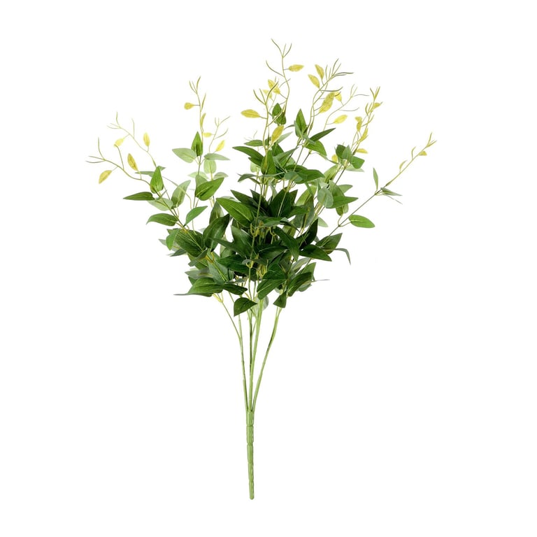 Light Green Ruscus Bush - Unique Indoor Greenery & Home Decor Plant
