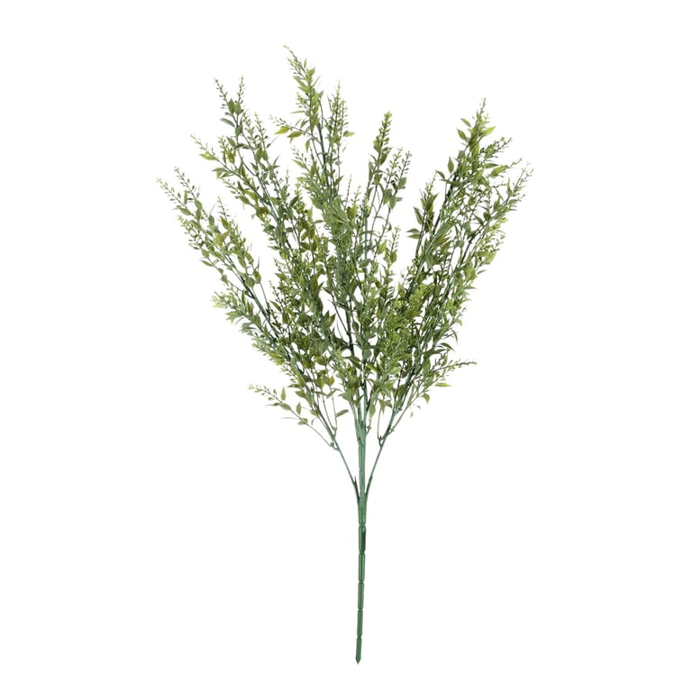 Essential Green Mini Ruscus Bush - Small Evergreen Indoor Plant, Perfect Home & Garden Accent