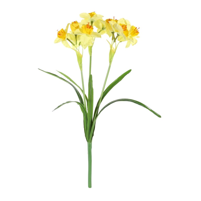 Essential Yellow Daffodil Plant - Spring Flowering Bulb for Home Garden Decor
