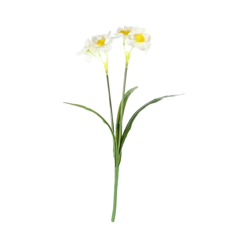 Essential White Narcissus Plant - Fresh Indoor Decor with Leaves and Fragrant Flowers
