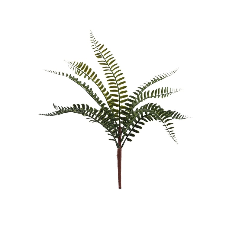 Essential Fern Houseplant - Indoor Greenery & Home Decor Plant