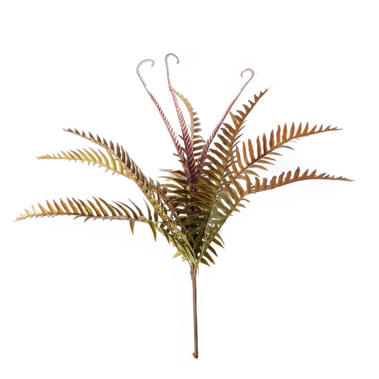 Essential Autumn Ladder Fern - Unique Home Decor for Fall Foliage & Garden Decoration