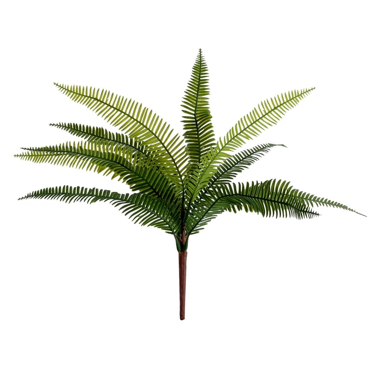 Essential Birds Nest Fern - Air Purifying Indoor Plant, Low Maintenance Tropical Houseplant