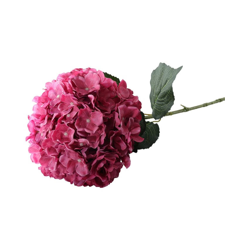 Dark Pink Giant Hydrangeas - Essential Home Decor Flowers for Arrangement and Garden Decoration