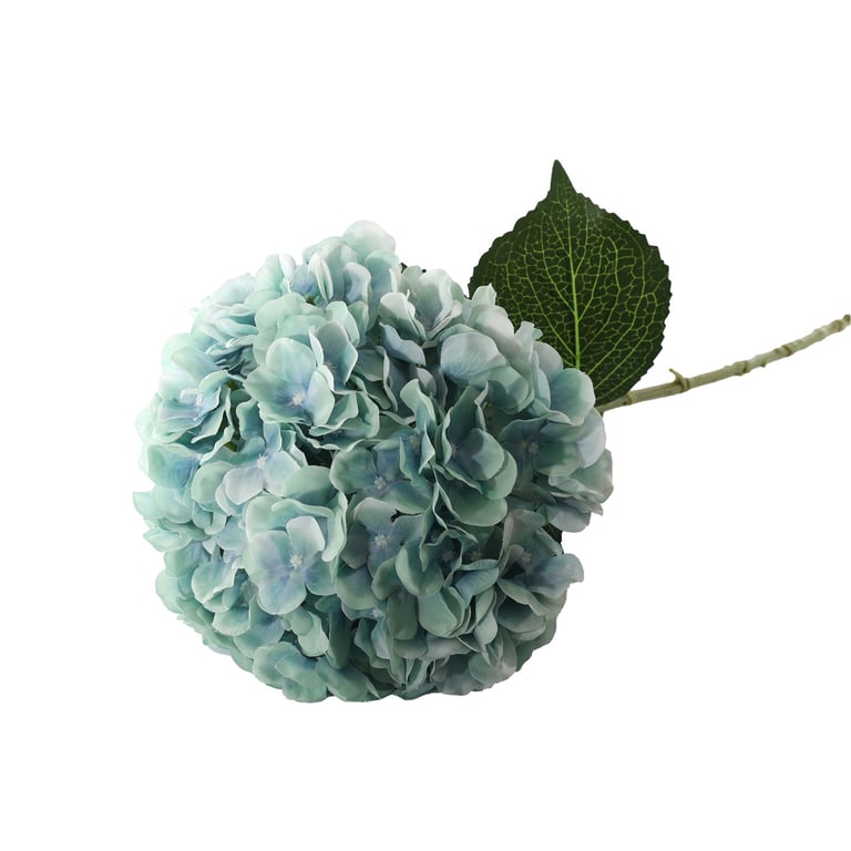 Giant Blue Hydrangea Flowers - Large Blooms for Garden Beauty