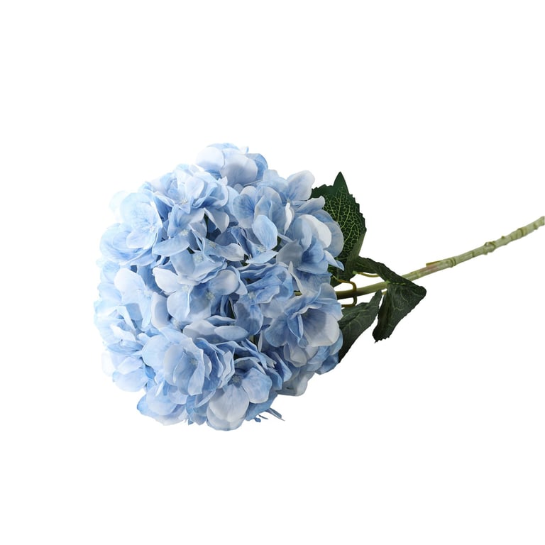 Essential Light Blue Giant Hydrangea - Large Home Decor Plant for Floral Arrangements and Garden Decorations