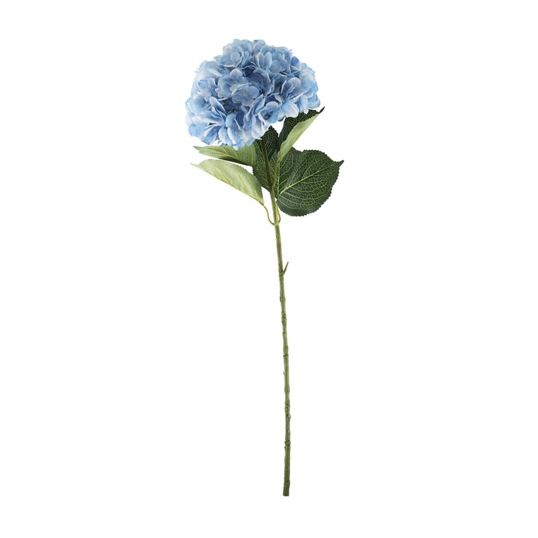 Essential Light Blue Giant Hydrangea - Large Home Decor Plant for Floral Arrangements and Garden Decorations