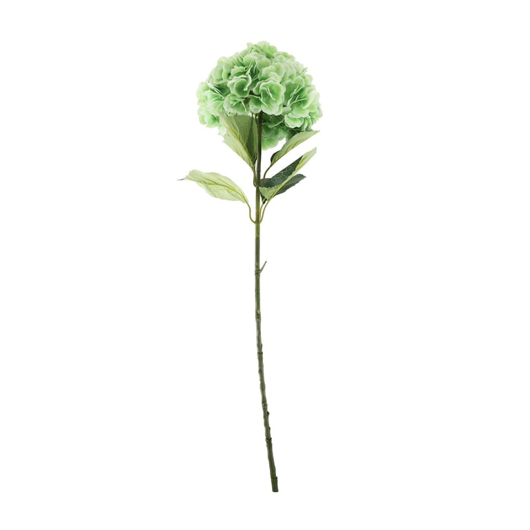 Light Green Giant Hydrangea - Large Outdoor Flowers for Garden Bouquets and Arrangements