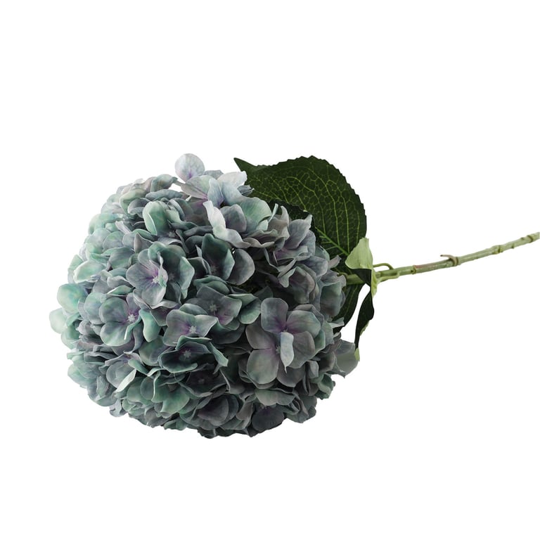 Essential Lilac/Green Giant Hydrangea - Large Blooming Garden Plant for Home Decor and Outdoor Arrangements