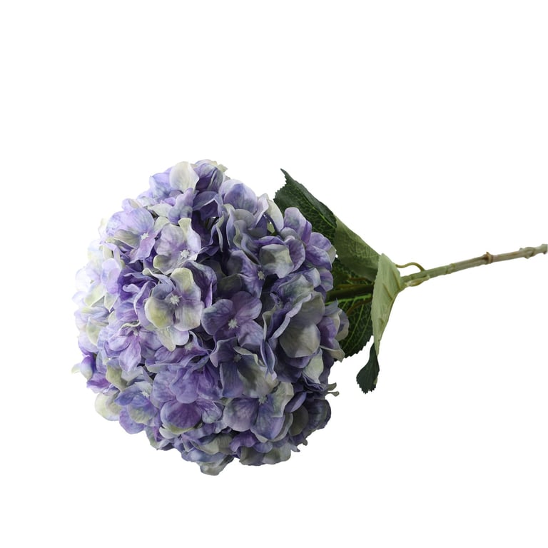 Essential Purple Giant Hydrangea - Long-Lasting Garden Flowers in Vibrant Purple Color