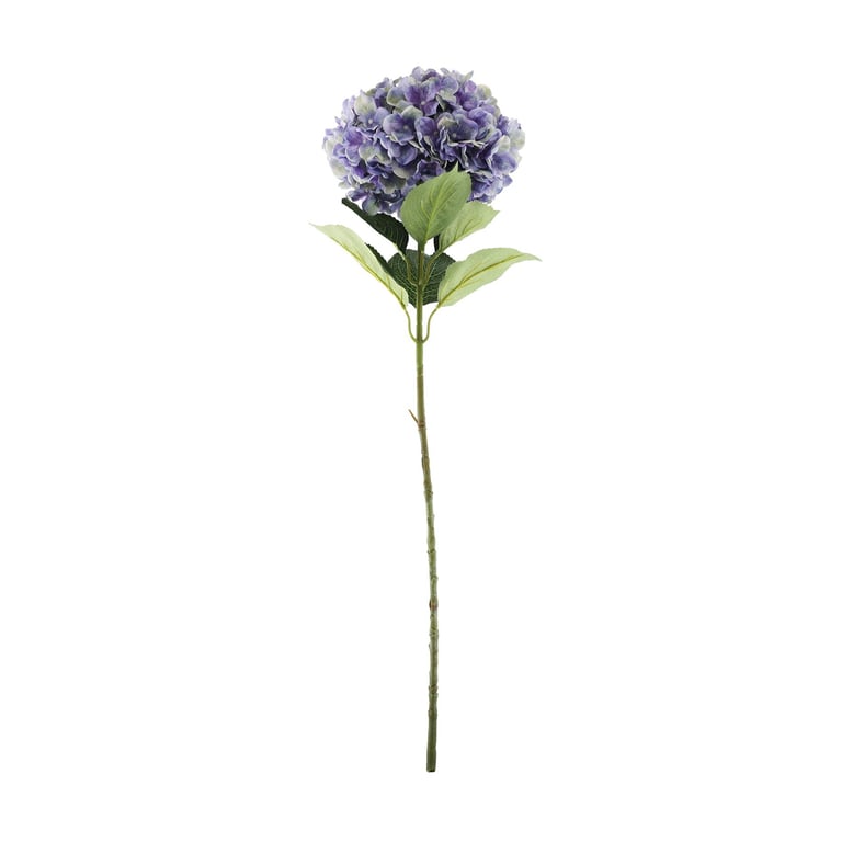 Essential Purple Giant Hydrangea - Long-Lasting Garden Flowers in Vibrant Purple Color