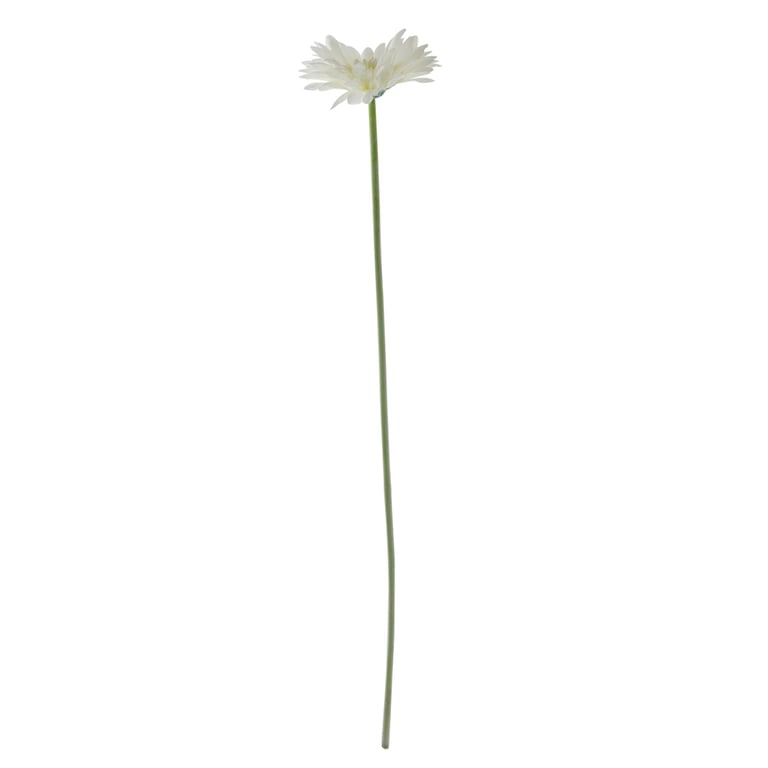 Essential White Gerbera - Fresh Cut Flowers for Home Decor and Wedding Arrangements