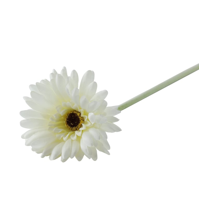 Essential White Gerbera - Fresh Cut Flowers for Home Decor and Wedding Arrangements