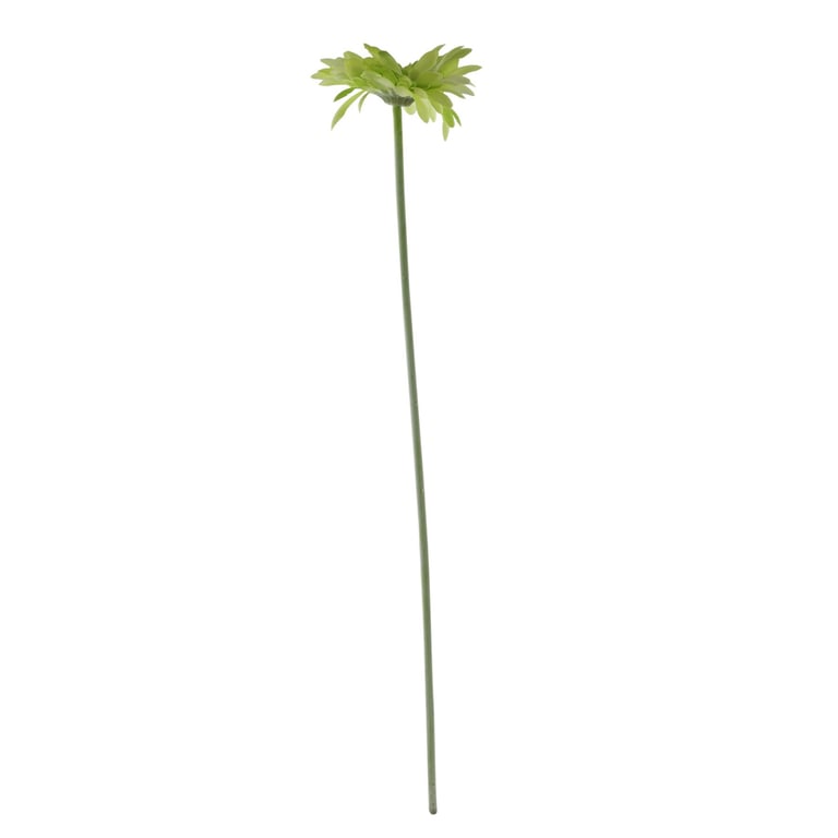 Essential Green Gerbera - Fresh Cut Flower Arrangement for Home & Garden Decor