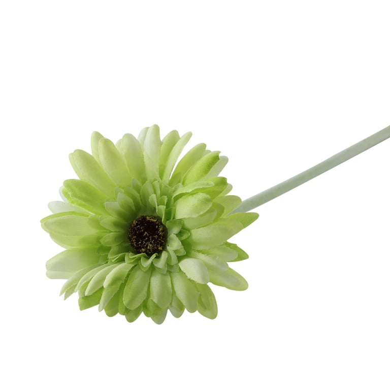 Essential Green Gerbera - Fresh Cut Flower Arrangement for Home & Garden Decor
