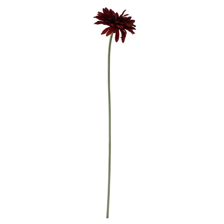 Burgundy Gerbera - Essential Home Decor Flowers for Floral Arrangements and Weddings