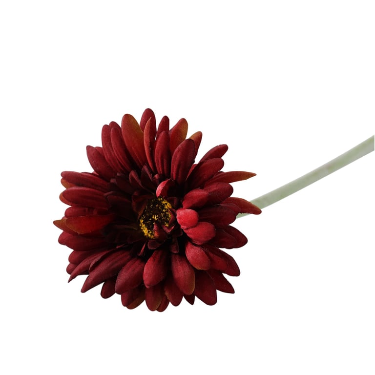 Burgundy Gerbera - Essential Home Decor Flowers for Floral Arrangements and Weddings
