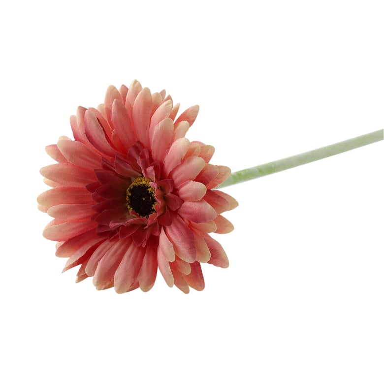 Essential Dusky Pink Gerbera - Timeless Garden Flowers for Home Decor & Wedding Bouquets