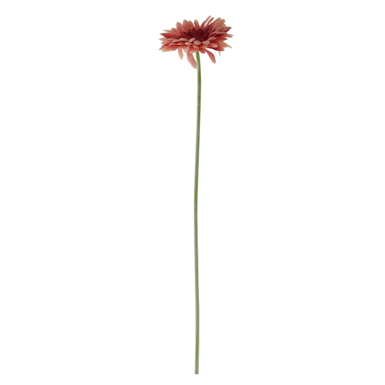 Essential Dusky Pink Gerbera - Timeless Garden Flowers for Home Decor & Wedding Bouquets