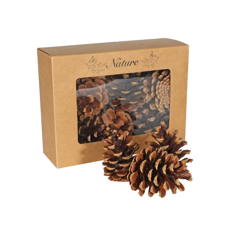 Dried Pine Cones in Box - Set of 9 Natural Winter Decorations and Craft Supplies