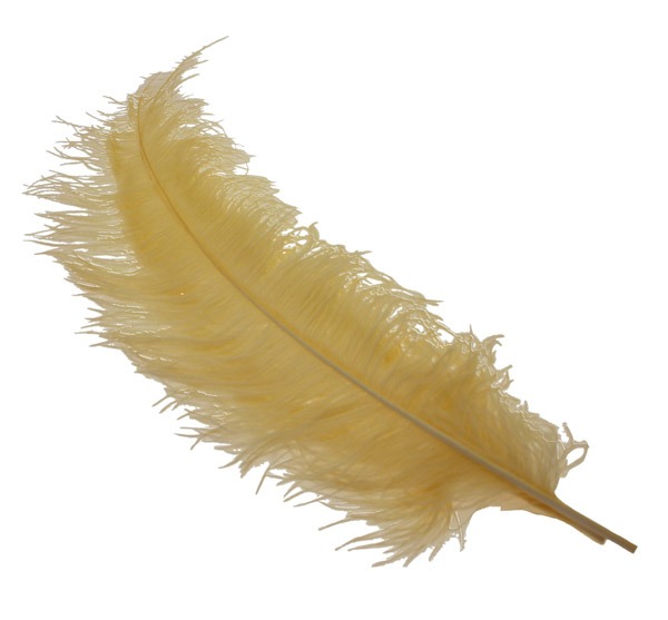 Gold Ostrich Feathers - 5 Piece Set for Home Decor, Fashion & Beauty