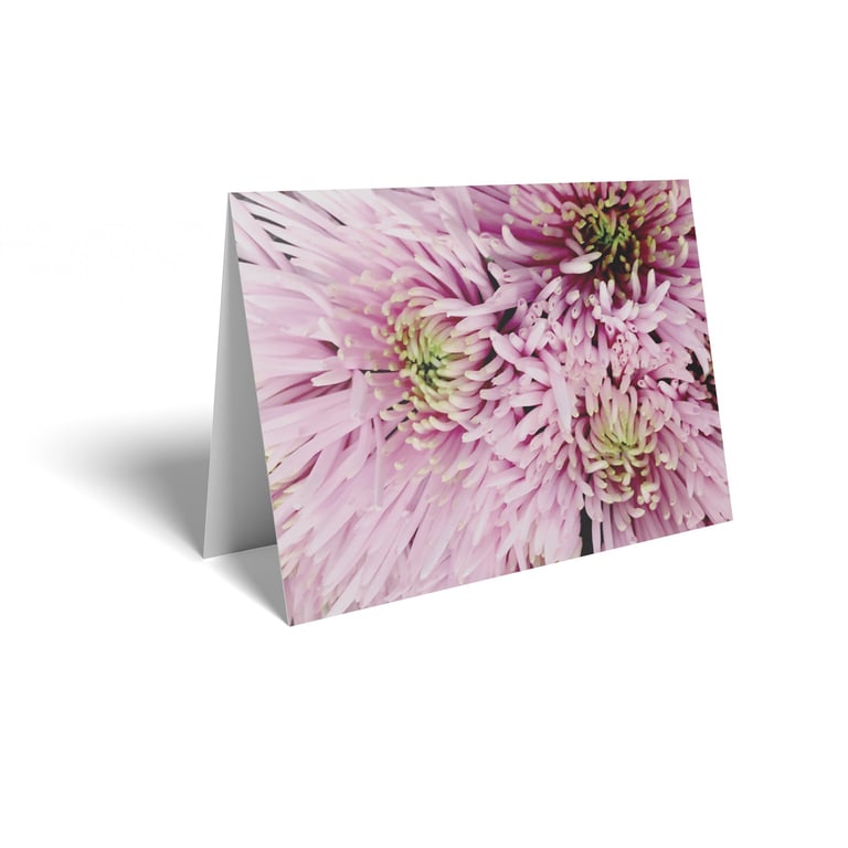 Spray Pink Chrysanthemum Folded Cards (25 Pack) - Wedding Invitations and Party Decorations