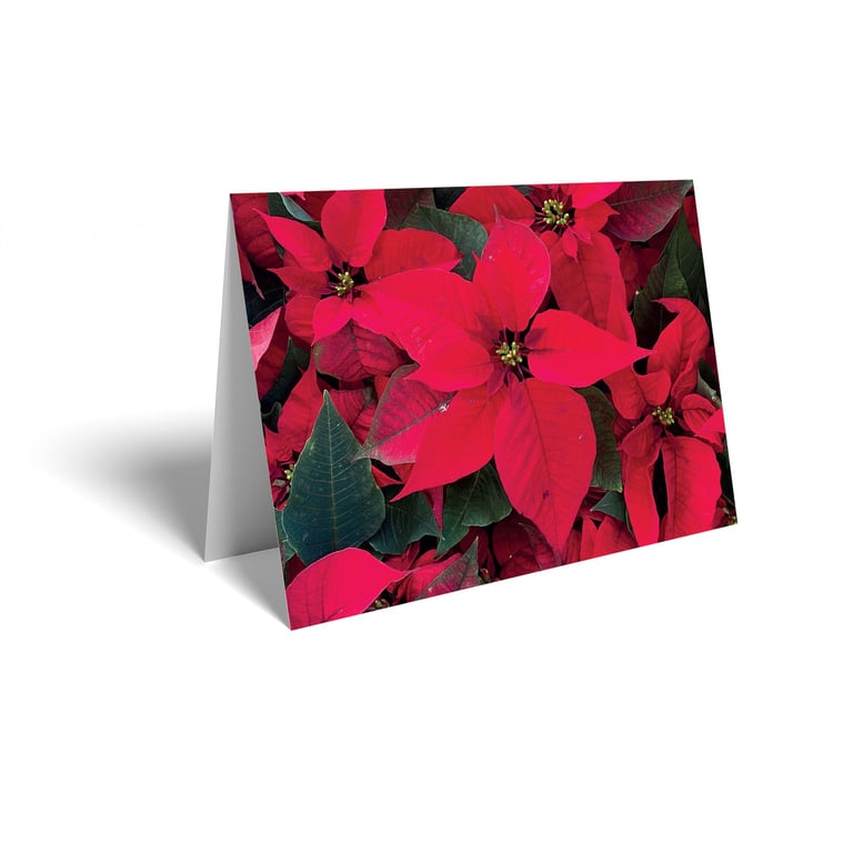 Poinsettia Christmas Cards 25 Pack Festive Holiday Card Set