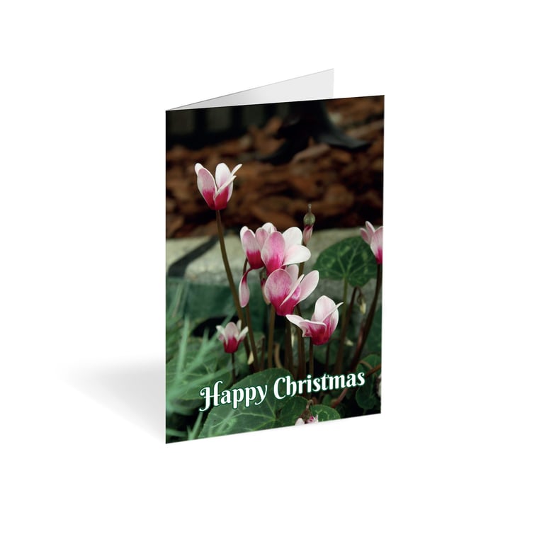Christmas Cyclamen Folded Cards - Pack of 25 Winter Floral Holiday Greetings Home Decor