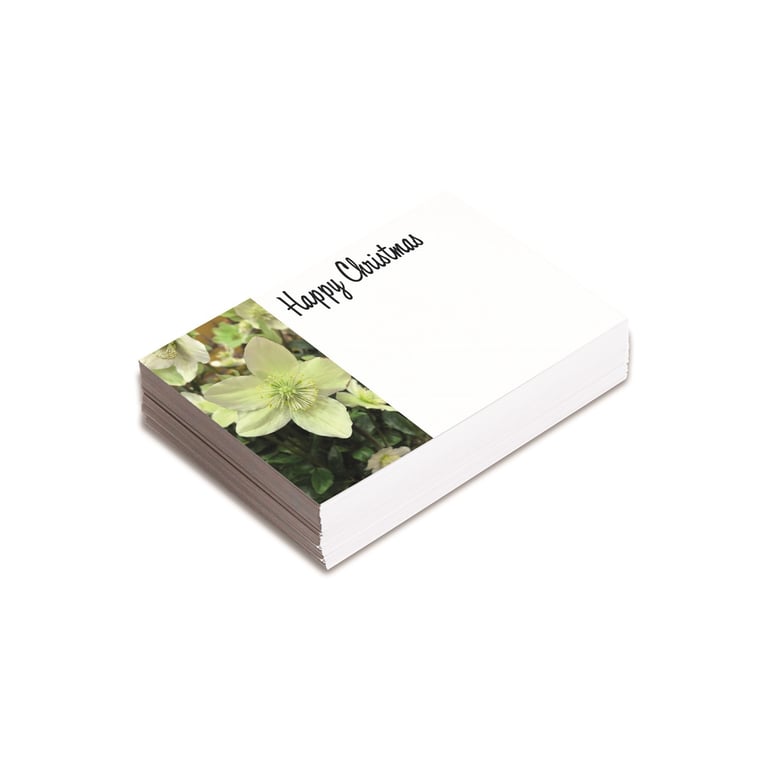Hellebore Florist Christmas Cards - Pack of 25 Home Decor Gifts