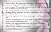 Cut Flowers Care Guide - Expert Floral Preservation Tips & Instructions Card