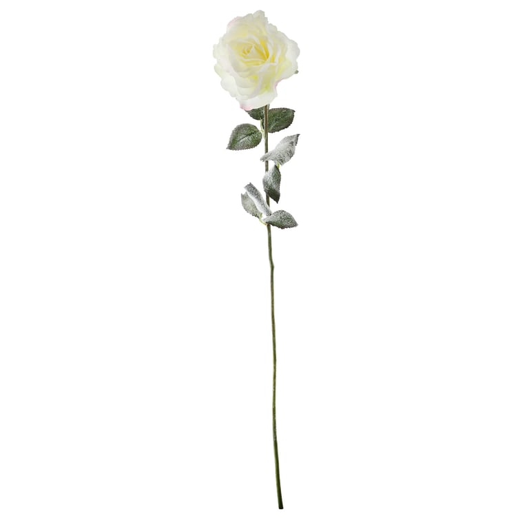 Snowy White English Rose - 72cm Large and Elegant Bouquet of White Roses in a Beautiful Flower Arrangement