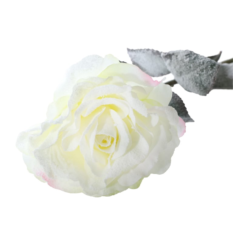 Snowy White English Rose - 72cm Large and Elegant Bouquet of White Roses in a Beautiful Flower Arrangement