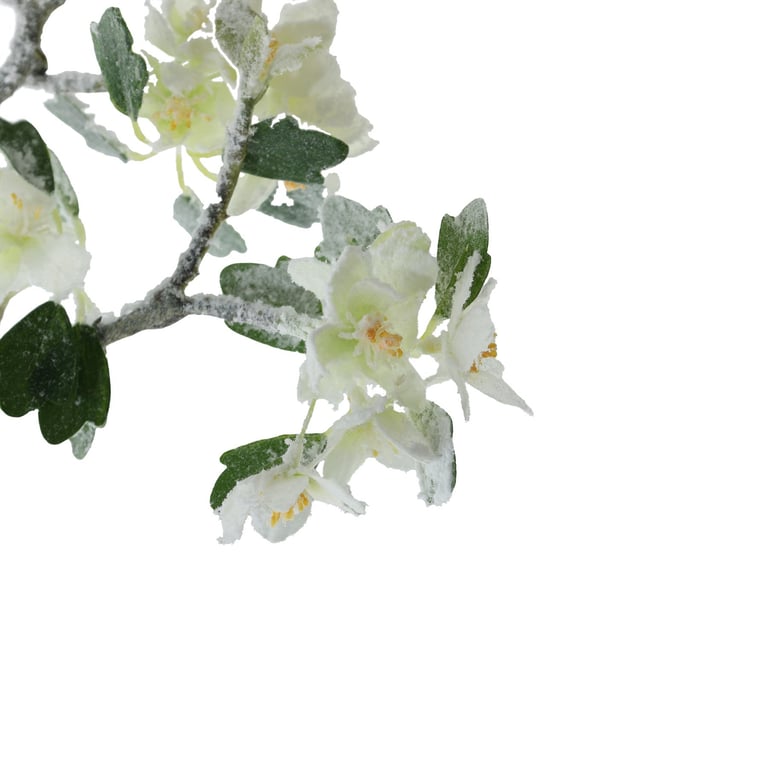 White Snow Blossom - 100cm Tallest Indoor Home Decor Plant