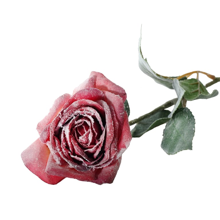 Fuchsia Snowy Single Rose - 56cm Long Stemmed Luxury Arrangement for Holiday Decor